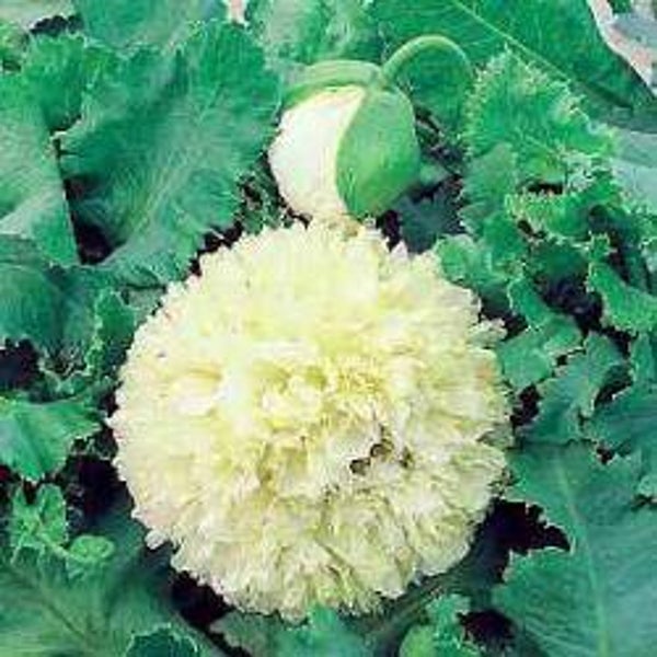 Klaproos Creme Paeony - Papaver somniferum Creme Paeony  100 zaden