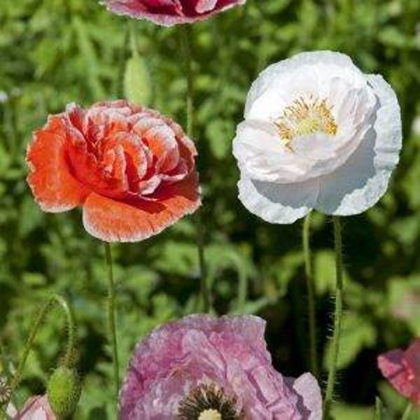 Klaproos Dawn Chorus - Papaver rhoeas Dawn Chorus  100 zaden