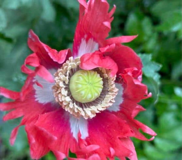 Klaproos Deense Vlag - Papaver somniferum Danish Flag  100 zaden