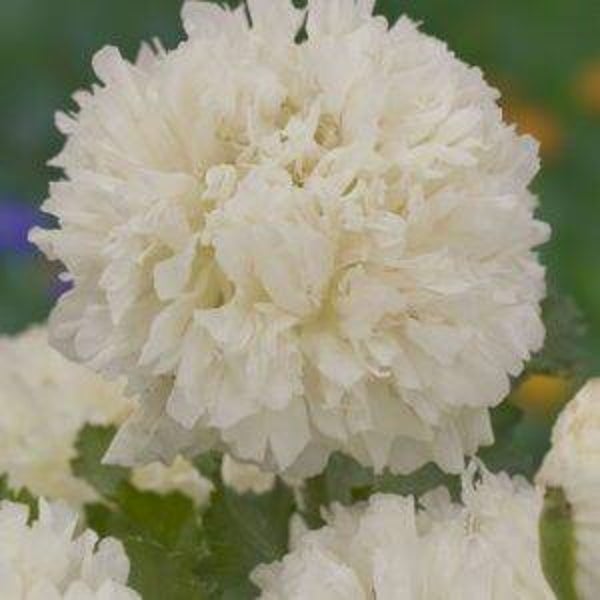 Klaproos dubbel wit - Papaver somniferum laciniatum Swansdown  200 zaden