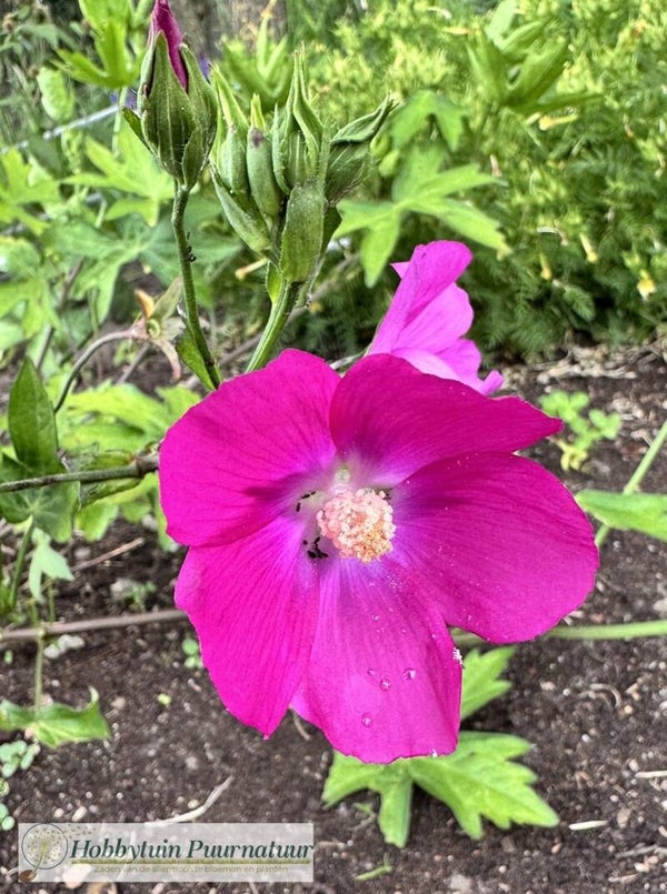 Klaproos malva - Callirhoe bushii  15 zaden