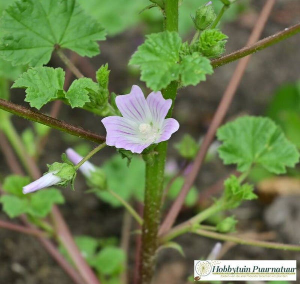 Klein kaasjeskruid - Malva neglecta  50 zaden