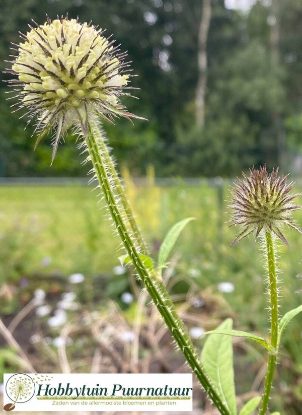 Slanke kaardenbol - Dipsacus strigosus  25 zaden