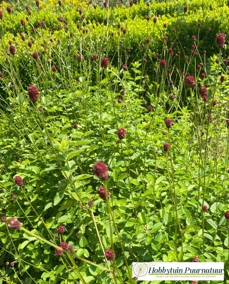 Kleine Pimpernel - Poterium sanguisorba  250 zaden