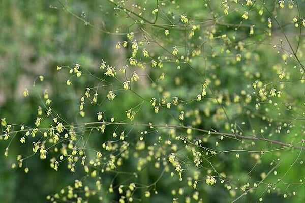 Kleine ruit - Thalictrum minus  25 zaden