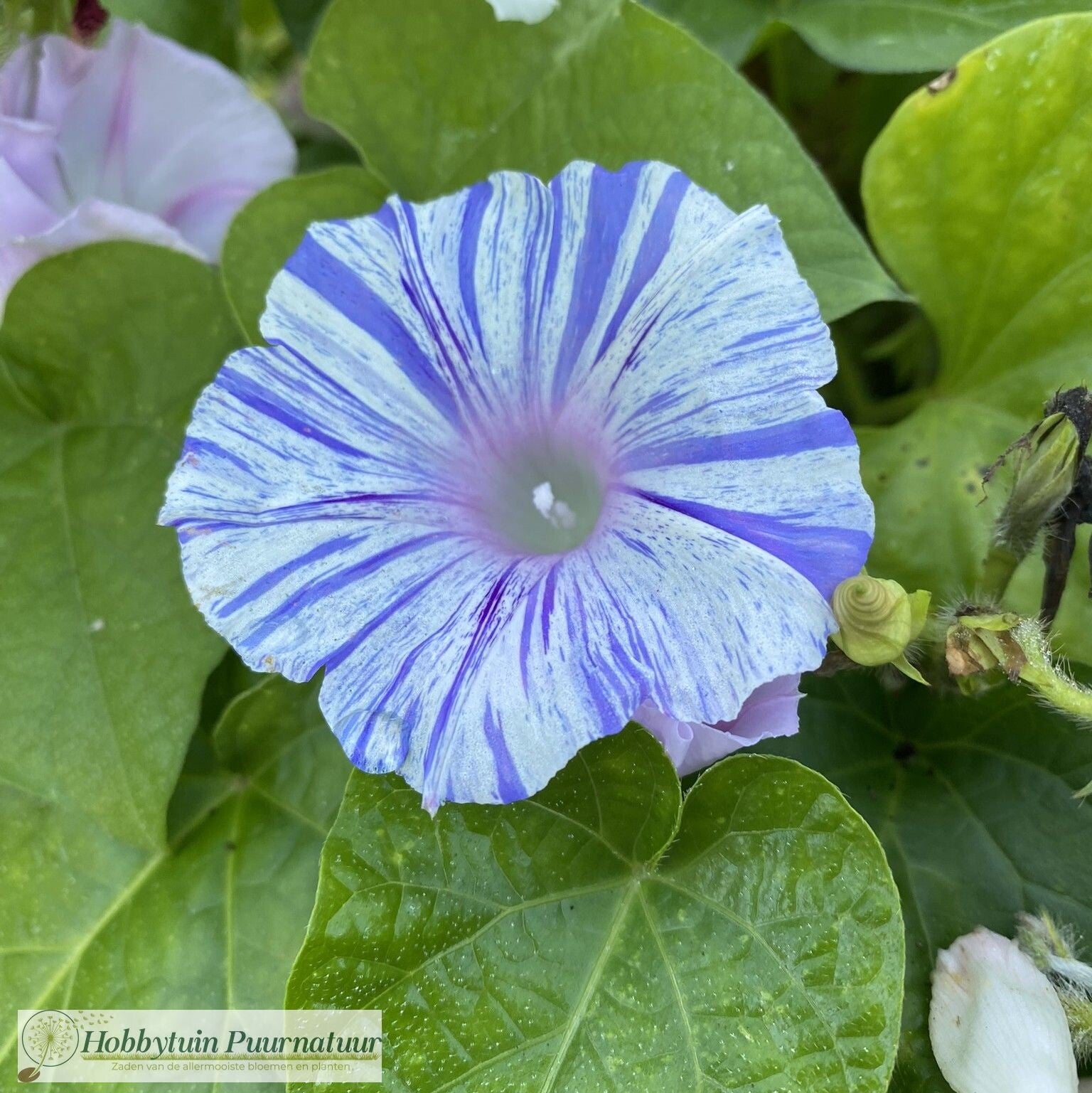 Klimmende winde paarsblauw/wit gestreept - Ipomoea purpurea Venice Blue  15 zaden