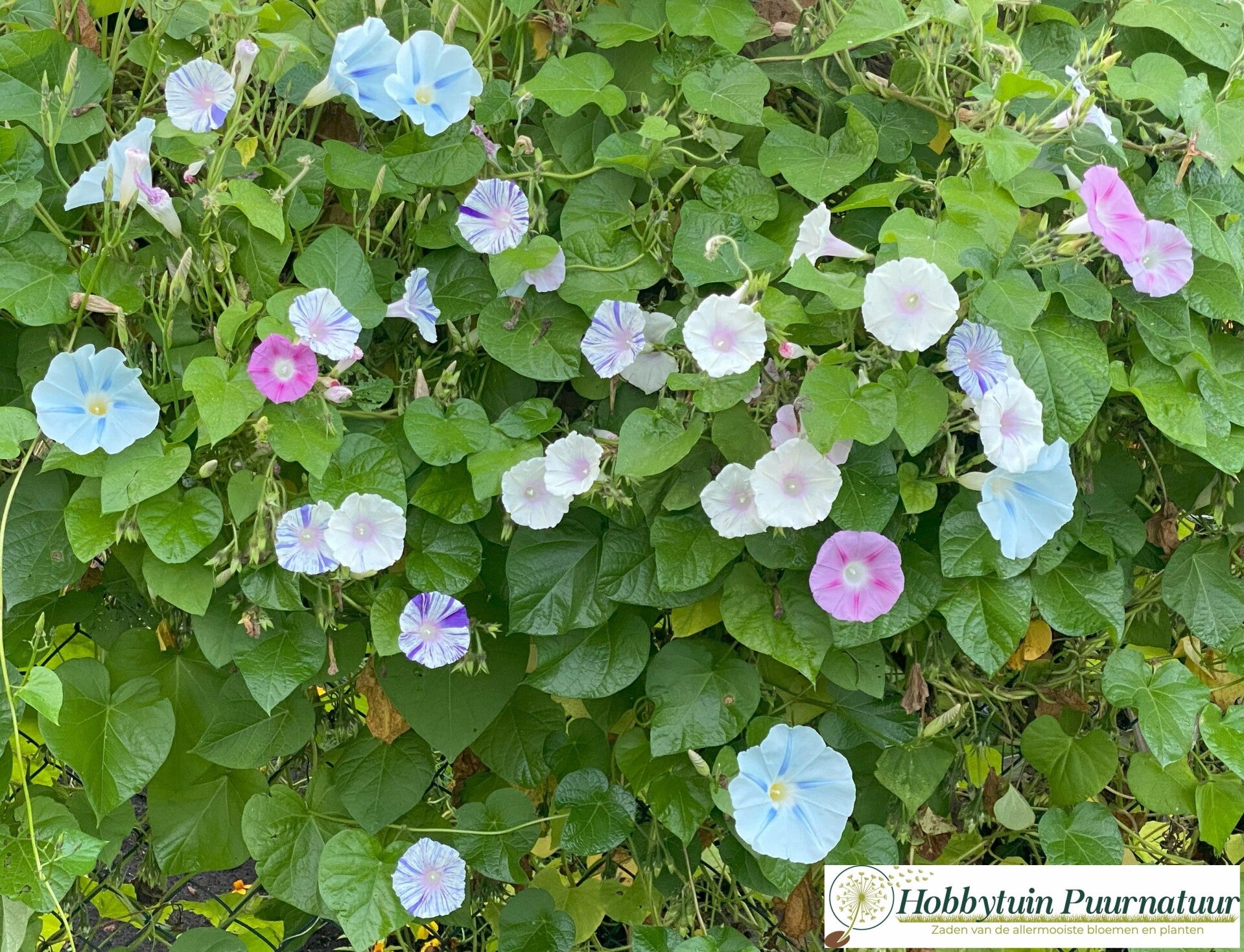 Klimmende winde mix - Ipomoea mix  300 zaden