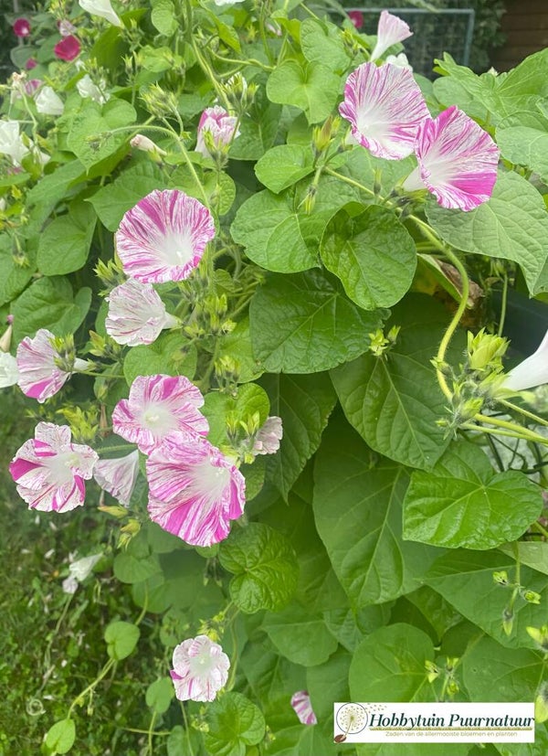 Klimmende winde roze/wit gestreept - Ipomoea purpurea Venice Pink  10 zaden