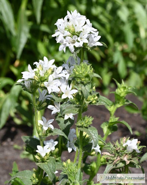 Kluwenklokje wit ECO - Campanula glomerata Alba  300 zaden