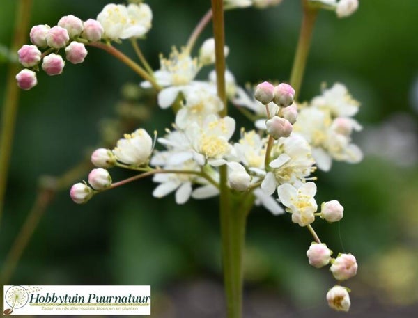 Knolspirea - Filipendula vulgaris  100 zaden