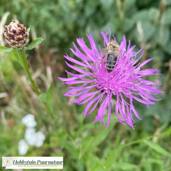 Knoopkruid - Centaurea jacea  50 zaden