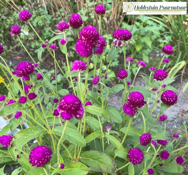 Kogelamarant paars - Gomphrena globosa Purple  22 zaden
