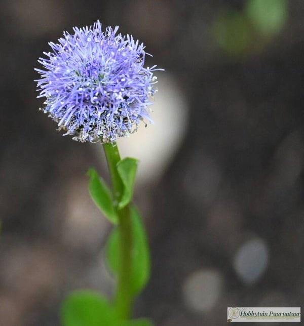 Kogelbloem punctata ECO - Globularia punctata  25 zaden