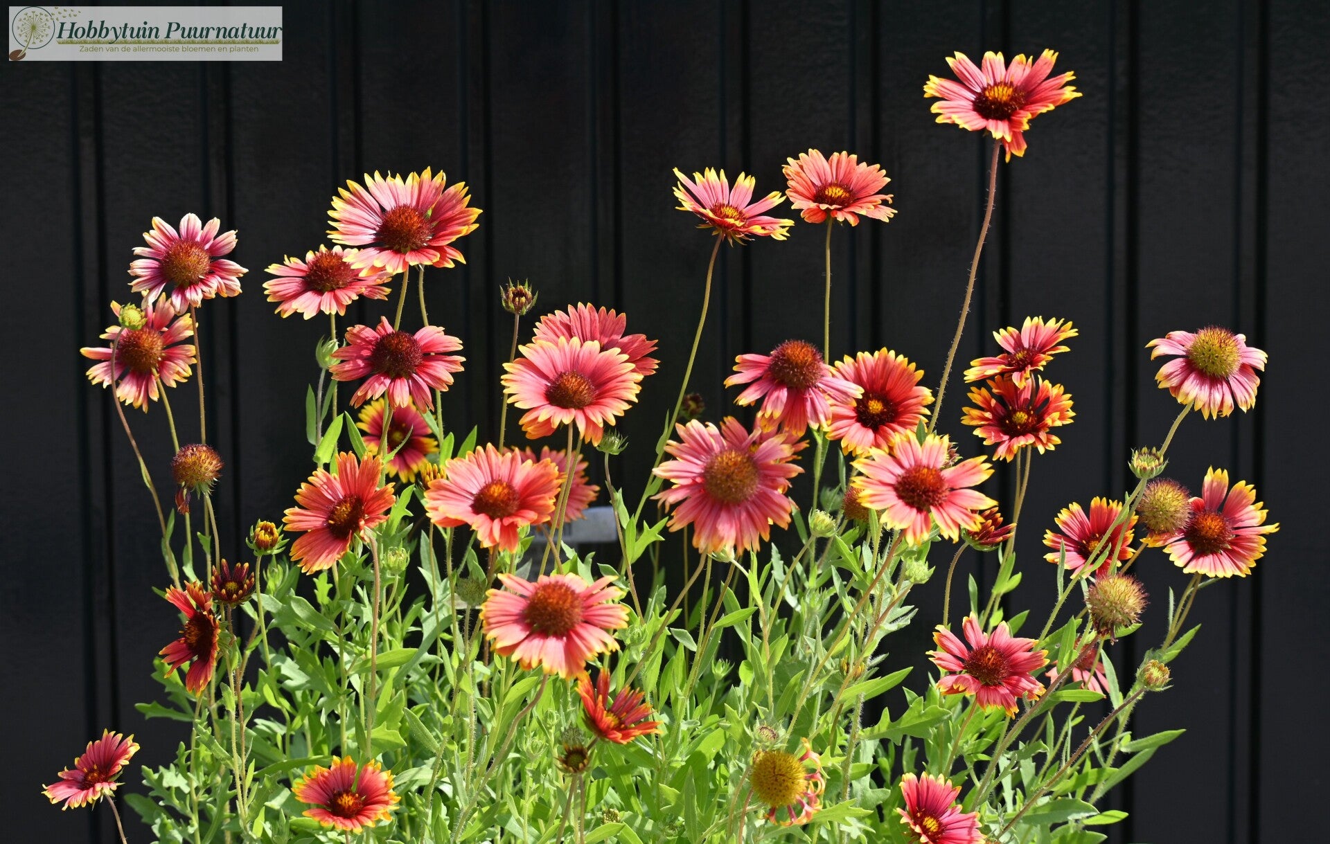 Kokardebloem rood/geel - Gaillardia aristata Kobold  25 zaden
