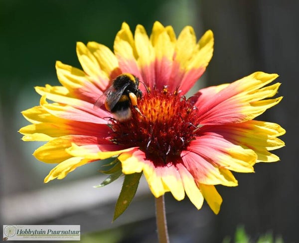 Kokardebloem aristata - Gaillardia aristata   25 zaden