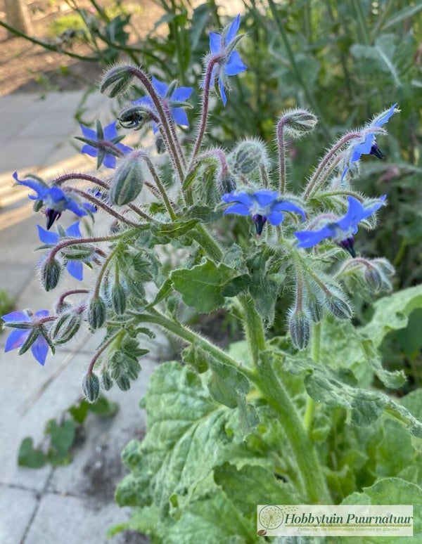 Komkommerkruid - Borago officinalis  250 zaden