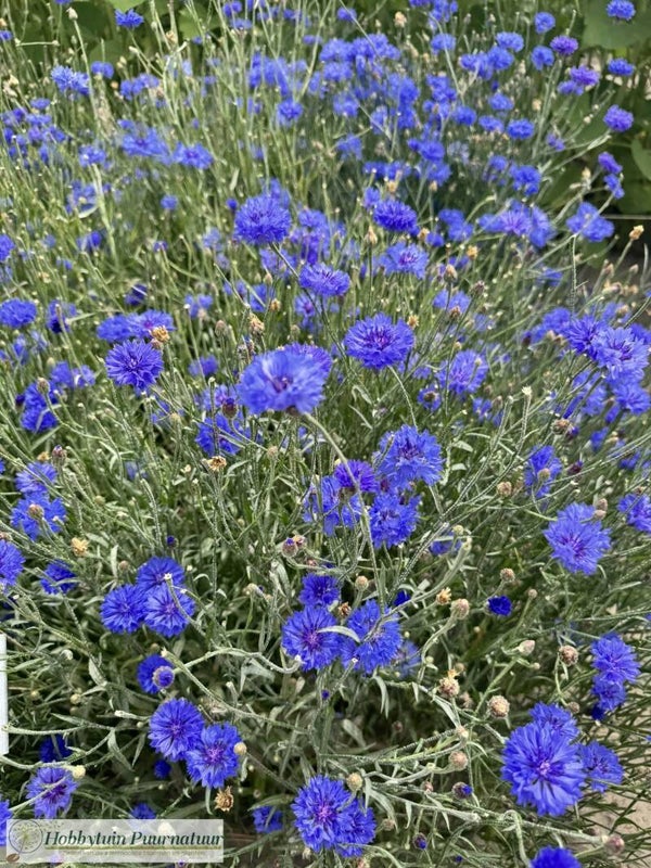 Korenbloem blauw  - Centaurea cyanus Blue Boy  50 zaden