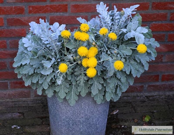 Korenbloem Dusty Miller ECO - Centaurea cineraria Dusty Miller  30 zaden