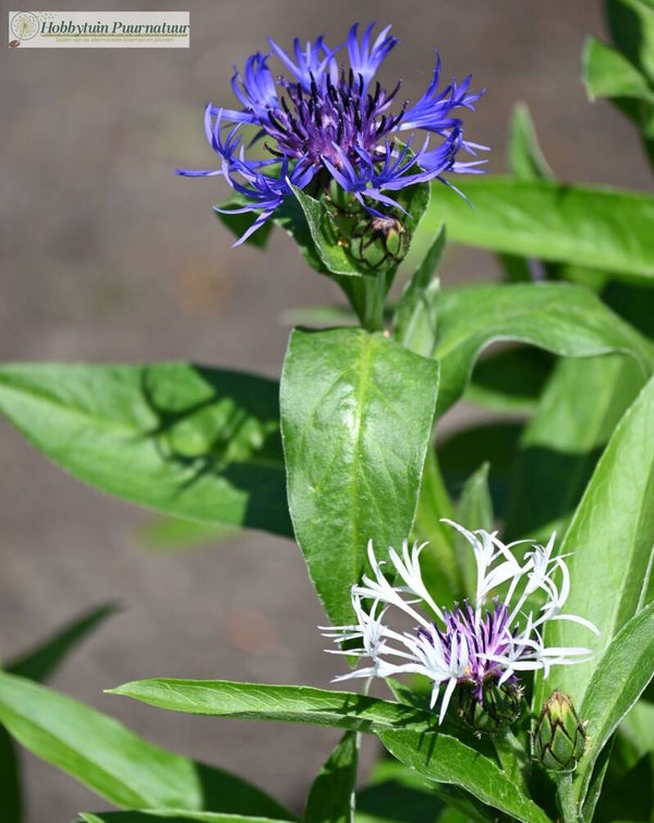 Korenbloem Purple Heart mix ECO - Centaurea montana Purple Heart mix  20 zaden