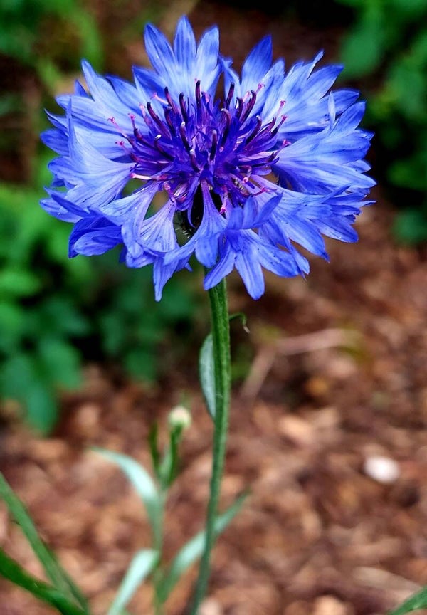Korenbloem blauw  - Centaurea cyanus Blue Boy  50 zaden