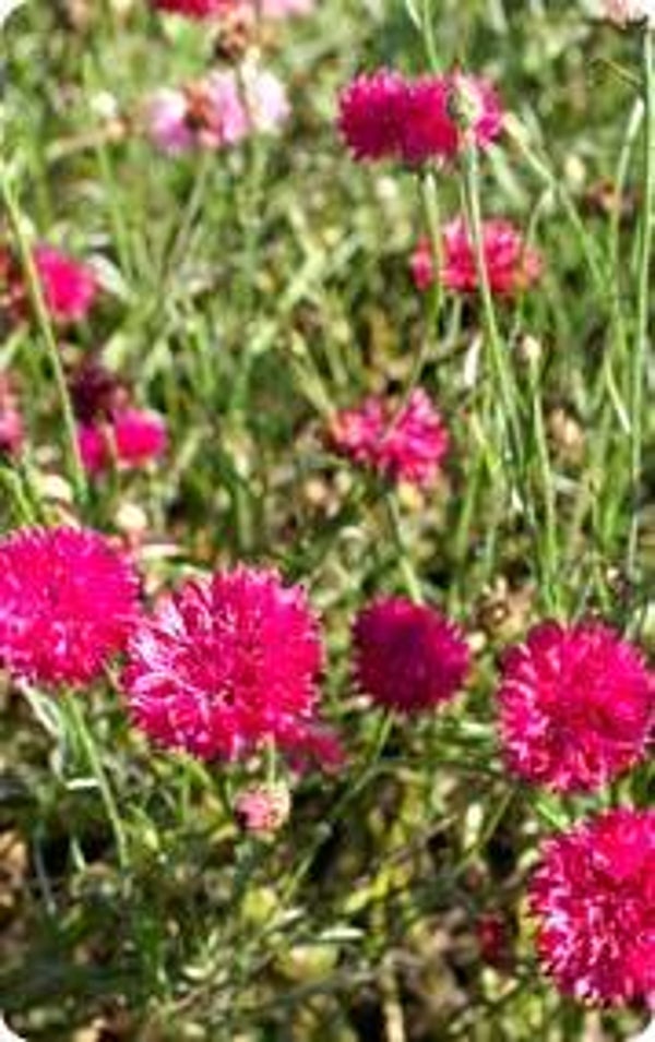 Korenbloem rood - Centaurea cyanus Ball Red  40 zaden
