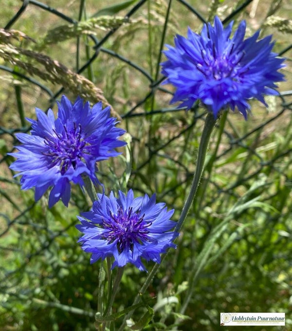 Langs de paardenwei bloemenmix  50 m2  80 gram