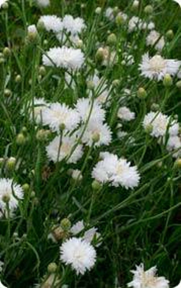 Korenbloem wit - Centaurea cyanus Ball White  50 zaden