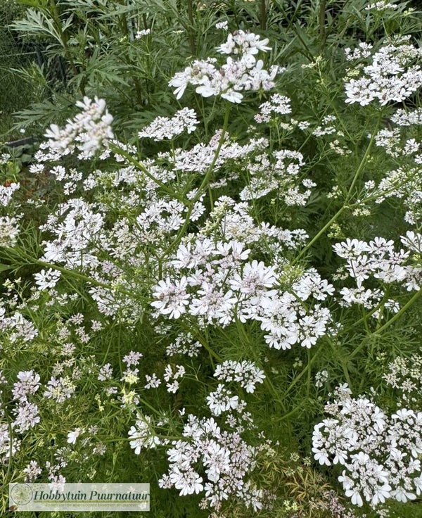 Koriander - Coriandrum sativum  21 zaden