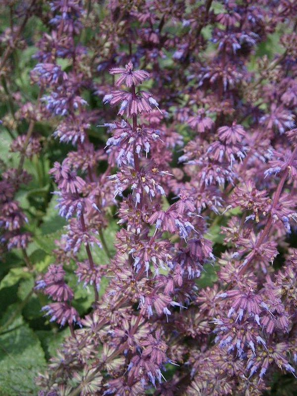 Kranssalie - Salvia verticillata  50 zaden