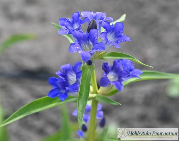 Kruisbladgentiaan ECO - Gentiana cruciata  50 zaden
