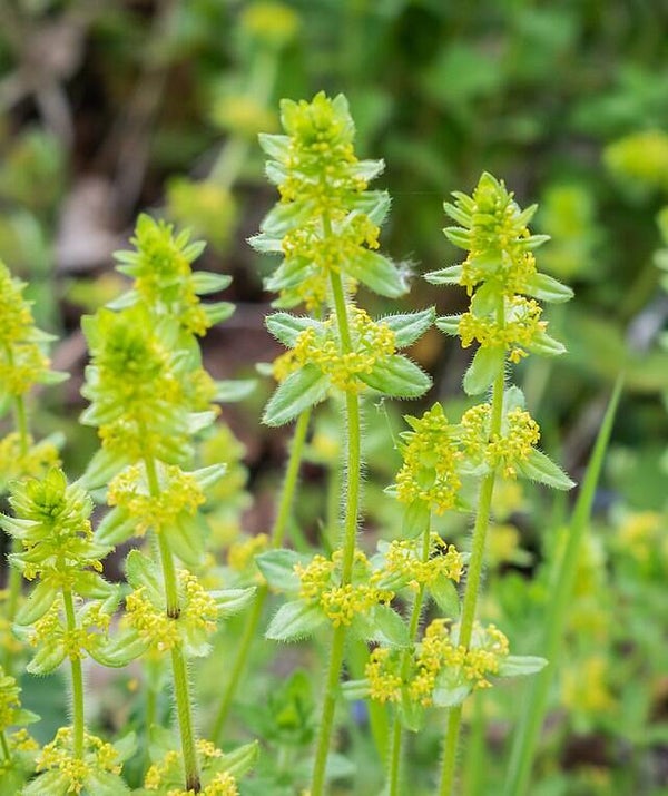 Kruisbladwalstro - Cruciata laevipes  25 zaden