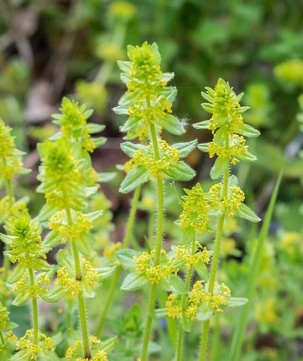 Kruisbladwalstro - Cruciata laevipes  10 zaden