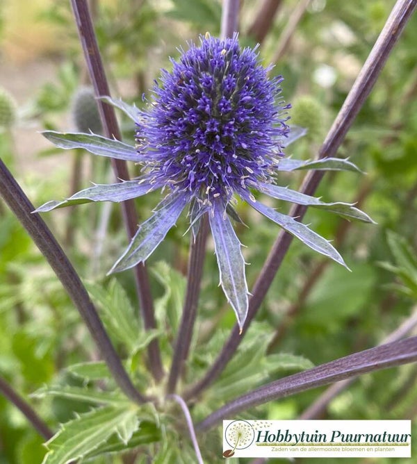 Kruisdistel - Eryngium planum  50 zaden