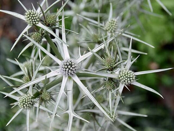 Kruisdistel variifolium - Eryngium variifolium  50 zaden