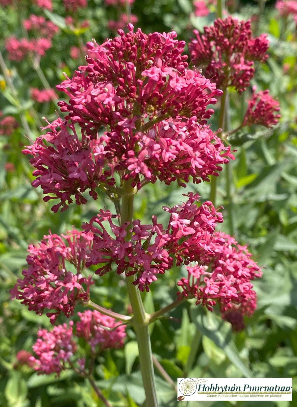 Spoorbloem rood - Centranthus ruber Red 25 zaden | Hobbytuin Puurnatuur ...