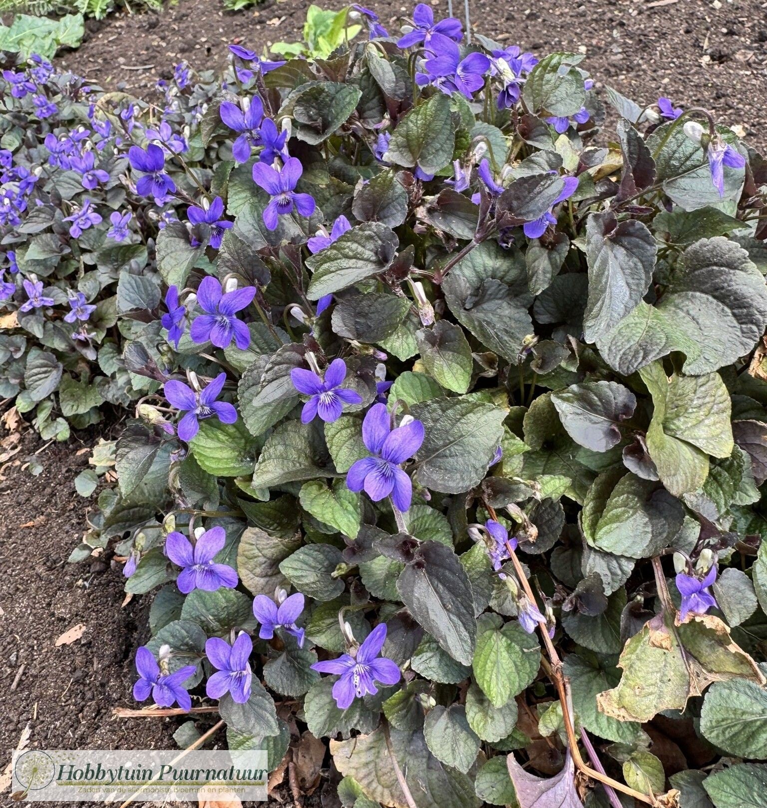 Labradorviooltje ECO - Viola labradorica  50 zaden