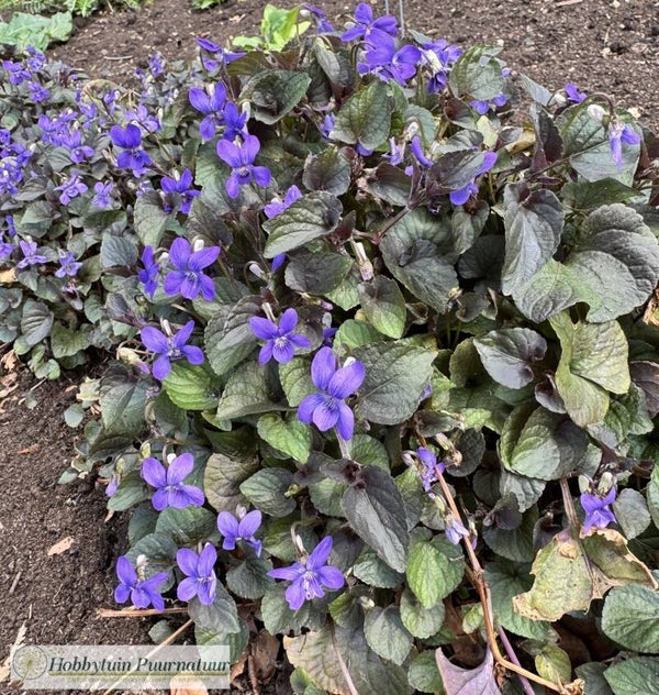 Labradorviooltje ECO - Viola labradorica  50 zaden