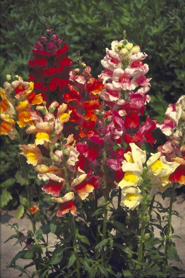 Leeuwenbekje Tetra mix -  Antirrhinum majus Tetra mix  100 zaden