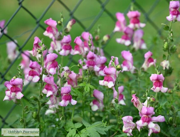 Leeuwenbekje Lucky Lips ECO - Antirrhinum majus Lucky Lips  50 zaden
