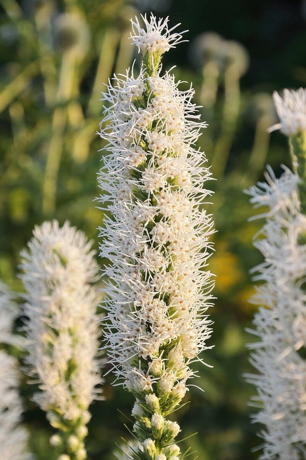 Lampenpoetser wit - Liatris spicata Alba  25 zaden