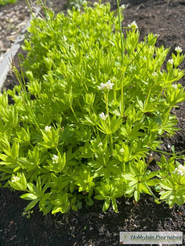 Lievevrouwebedstro - Galium odoratum  50 zaden