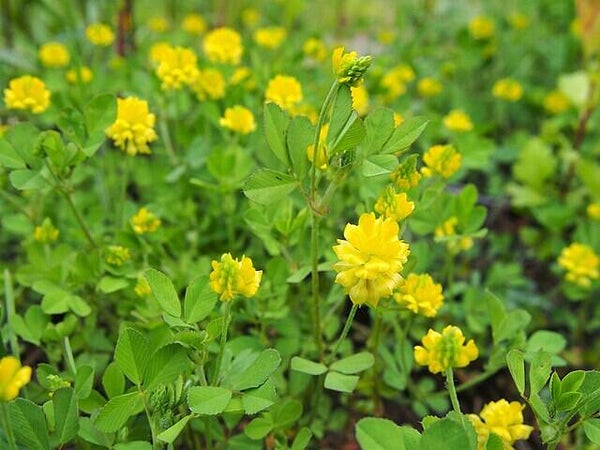 Liggende klaver - Trifolium campestre  200 zaden