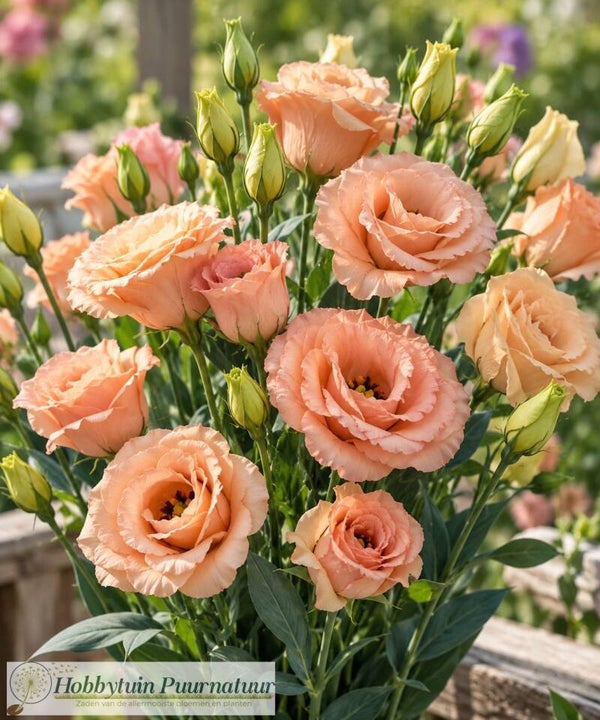 Lisianthus abrikoos - Lisianthus grandiflorum Arena Apricot 10 zaden
