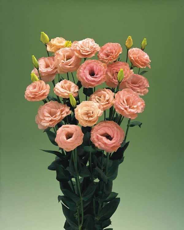 Lisianthus abrikoos - Lisianthus grandiflorum Arena Apricot 10 zaden