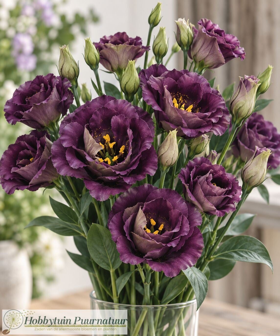 Lisianthus Black Pearl - Lisianthus grandiflorum Rosanne Black Pearl  10 zaden