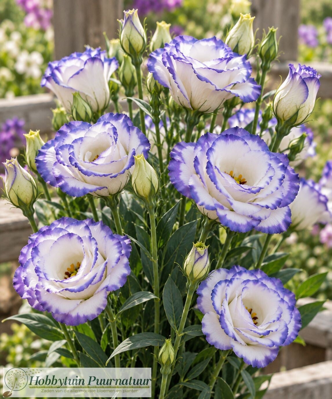 Lisianthus Blue Picotee - Lisianthus grandiflorum Excalibur Blue Picotee  10 zaden