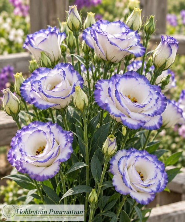 Lisianthus Blue Picotee - Lisianthus grandiflorum Excalibur Blue Picotee  10 zaden