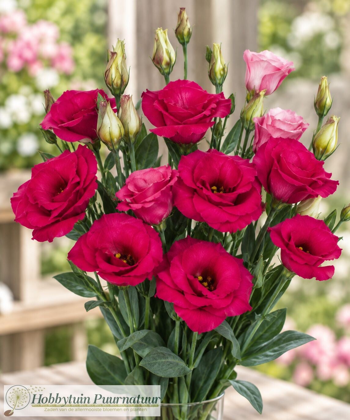 Lisianthus Carmine - Lisianthus grandiflorum Mariachi Carmine  10 zaden