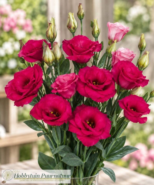 Lisianthus Carmine - Lisianthus grandiflorum Mariachi Carmine  10 zaden