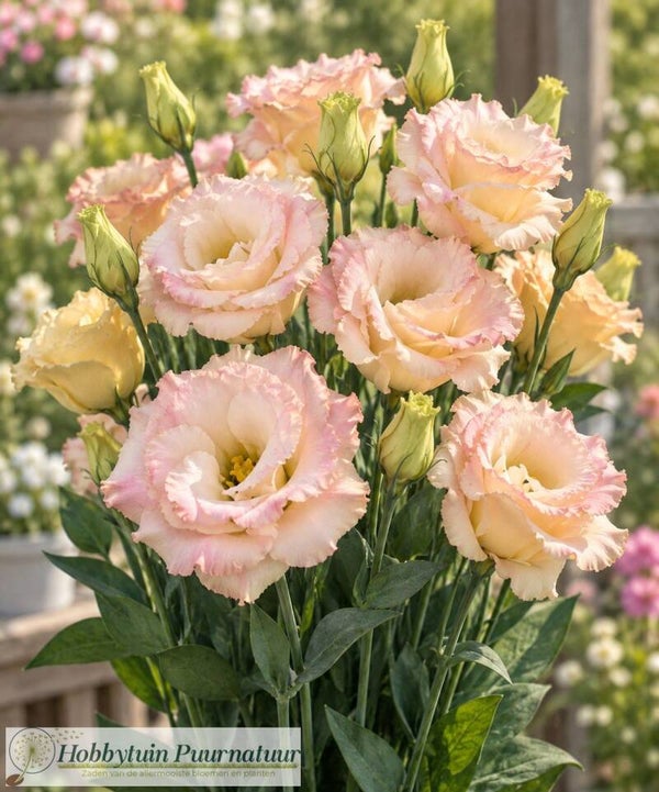 Lisianthus Champagne - Lisianthus grandiflorum Reina Champagne  10 zaden